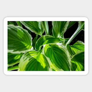 Hosta Leaves In The Rain 8 Sticker